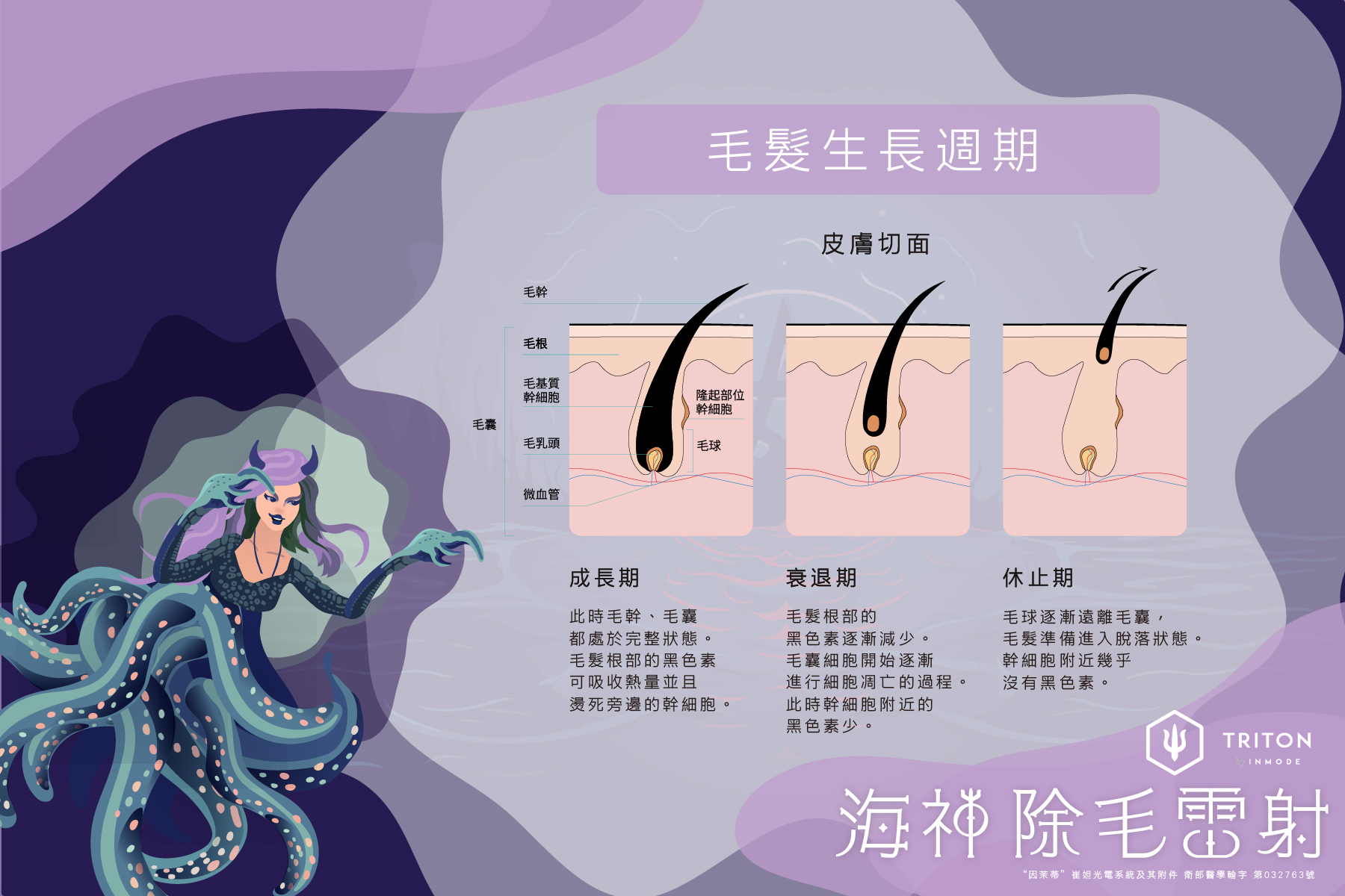 毛髮生長週期